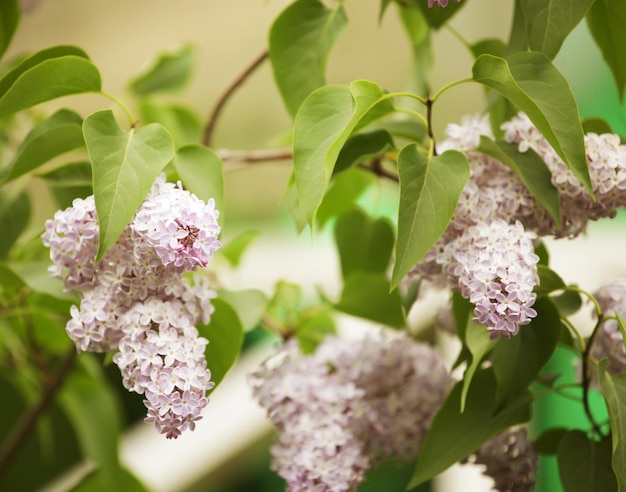 Photo lilas dans le jardin