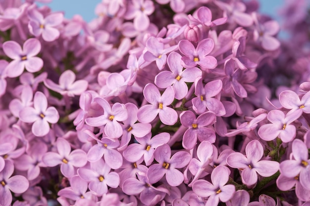 Lilas, fleurir, grand plan