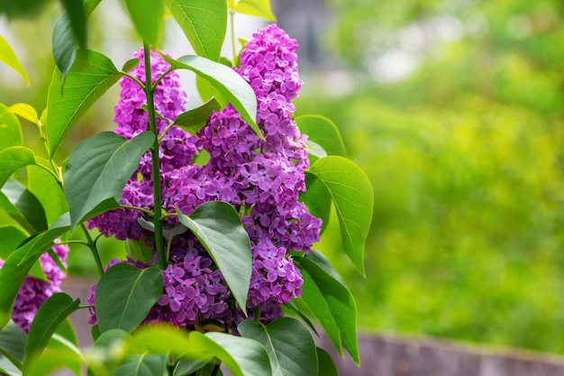 Les lilas fleurissent des fleurs de lilas violet sur un buisson au soleil