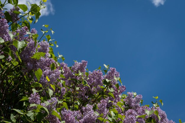 Photo le lilas fleurit beaucoup de fleurs contre le ciel bleu beaucoup d'espace de copie