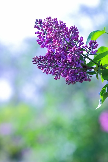 Lilas en fleurs au soleil Fleurs lilas violettes sur un arrière-plan flou Espace de copie