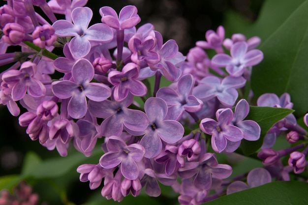 Lilas en fleurs dans le gros plan de la forêt de printemps