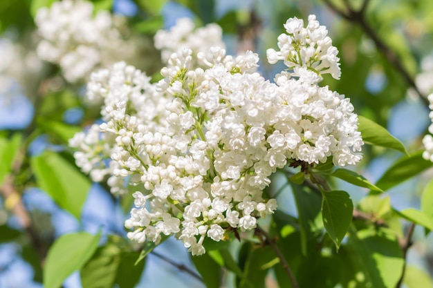 Lilas en fleurs dans le jardin botanique