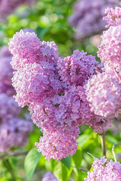 Lilas en fleurs dans le jardin botanique