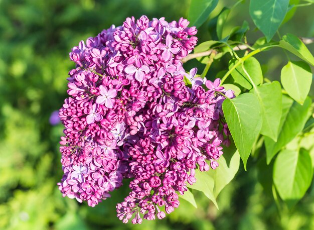 Lilas en fleurs dans le jardin botanique