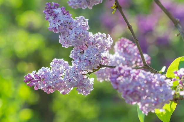 Lilas en fleurs dans le jardin botanique