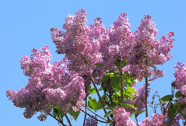 Lilas en fleurs dans le parc de la ville