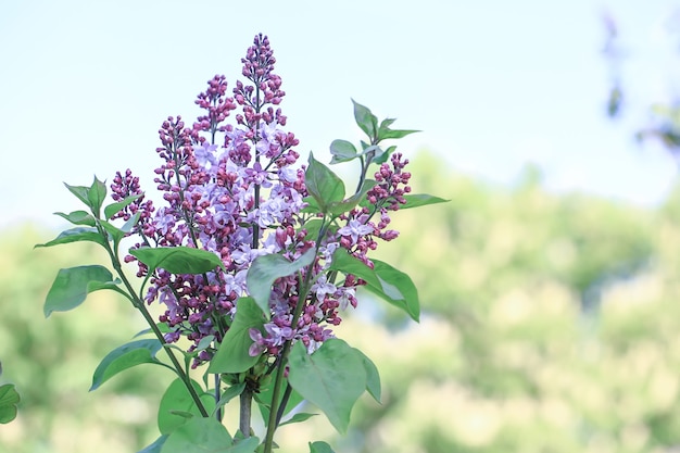 Lilas en fleurs dans le parc