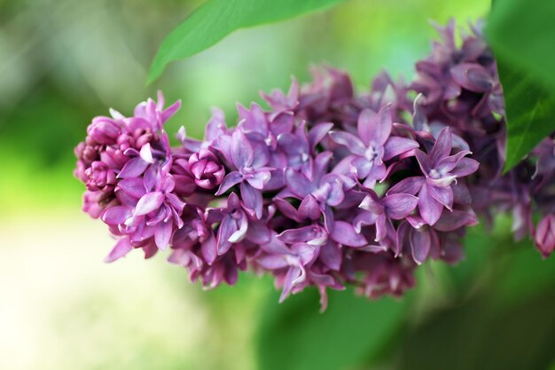 Lilas en fleurs sur fond naturel