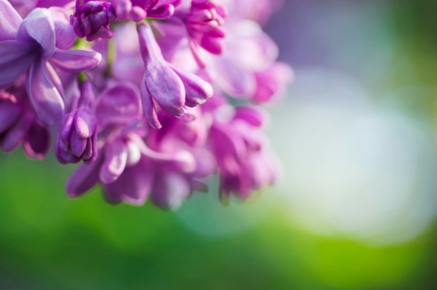 Lilas fleurs fond