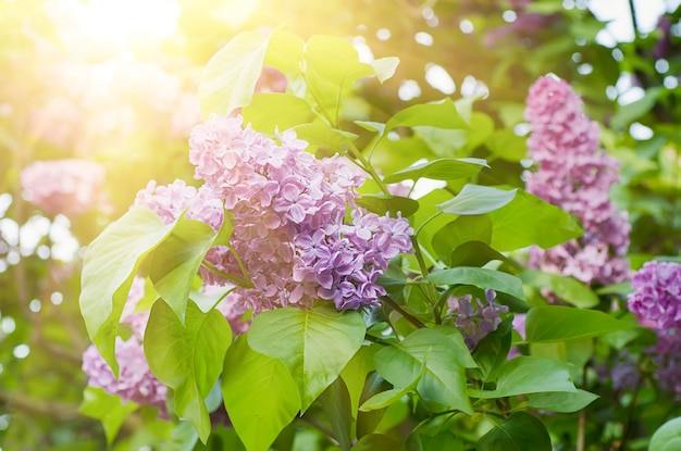 Lilas fleurs fond