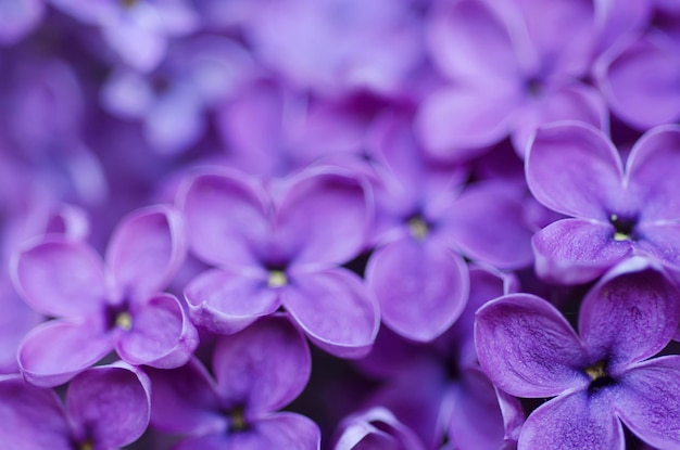 Lilas fleurs fond