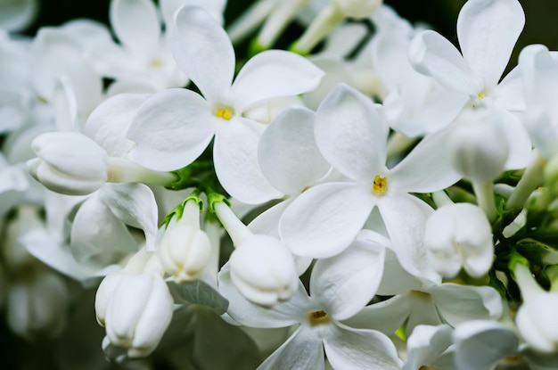 Lilas fleurs fond