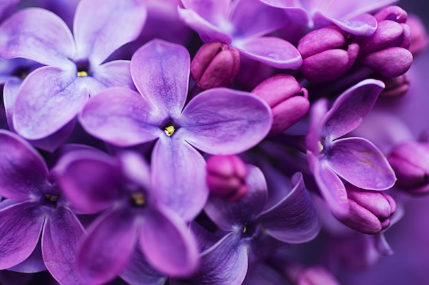 Lilas fleurs fond