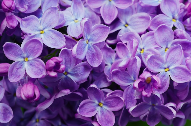 Lilas fleurs fond