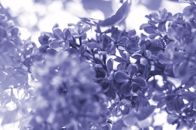 Lilas en fleurs se bouchent entre les feuilles vertes. Floral background ensoleillé de printemps avec un lilas en fleurs dans un jardin aux tons de couleur de l'année 2022, très peri