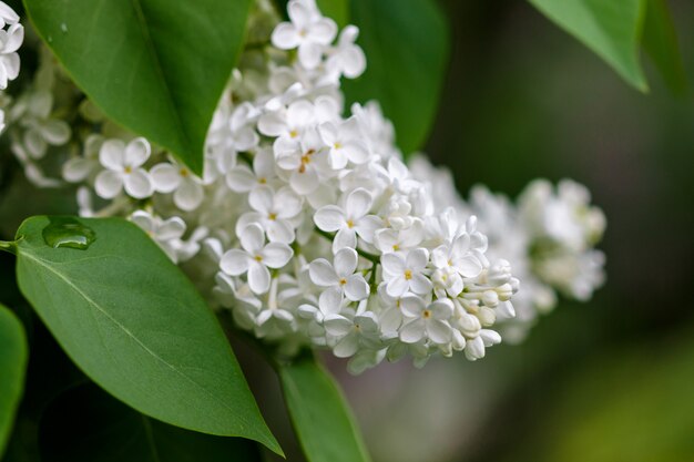 Lilas en fleurs se bouchent, faible profondeur de champ