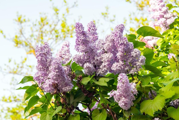 Un lilas en fleurs