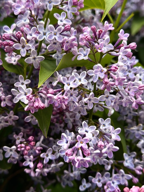 Photo lilas en fleurs