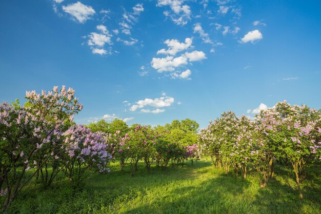 lilas en fleurs