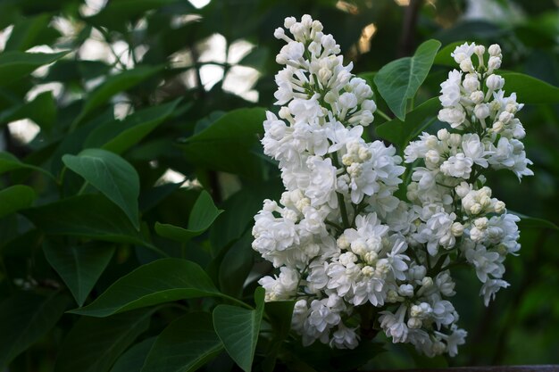 Lilas à floraison blanche avec des pétales d'une forme inhabituelle.