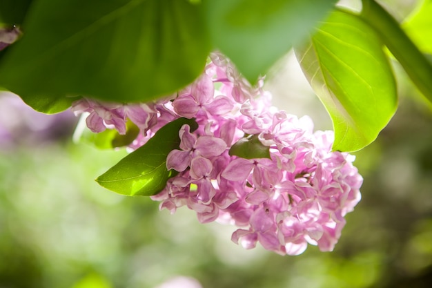 Lilas à floraison printanière