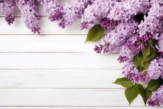 le lilas sur un fond blanc