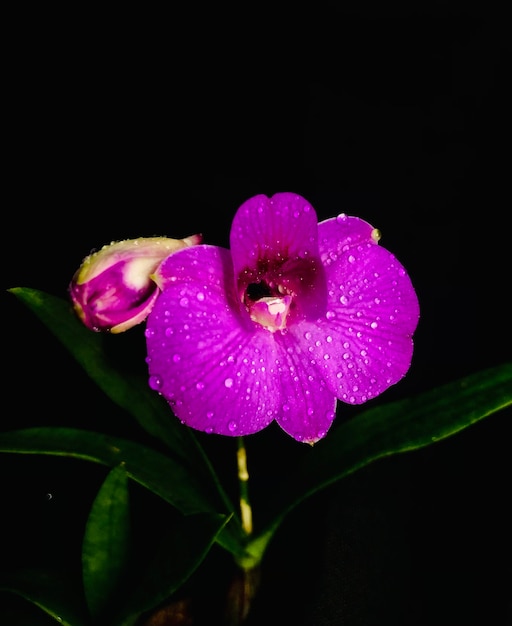 Photo lilas phalaenopsis rose fleur d'orchidée live libre isolé sur fond noir