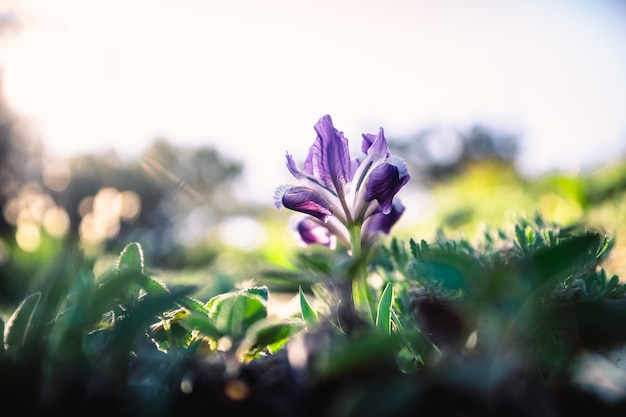 Photo lilas pourpre petit iris sauvage au début du printemps pousse sur les collines du sud à la lumière du soleil couchant dans l'herbe dense.