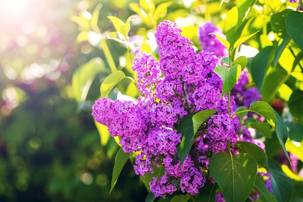 Le lilas violet en fleur dans un jardin de printemps