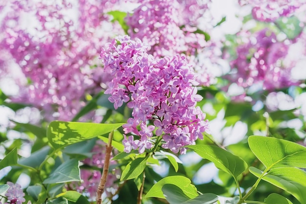 Lilas violet en fleurs sur bush au printemps