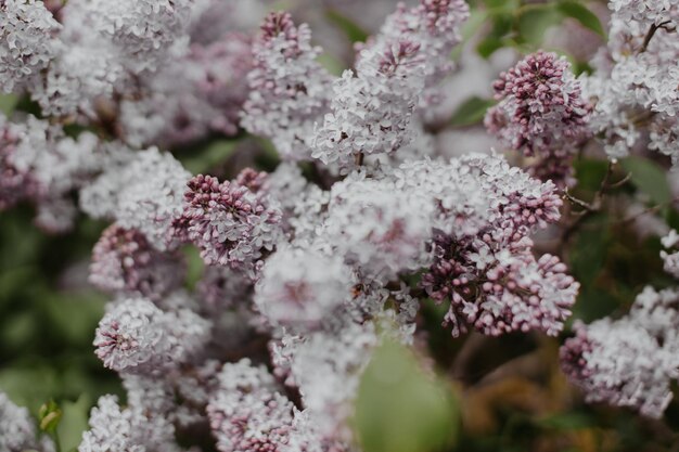 Photo lilas violet sur fond de feuille verte