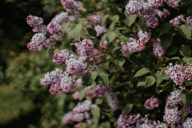 Lilas violet sur fond de feuille verte