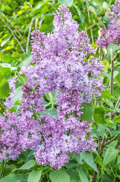 Lilas violet sur un fond naturel d'arbre