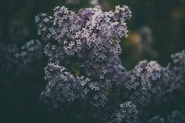 lilas violet parmi les feuilles vertes sur le buisson dans le jardin de printemps