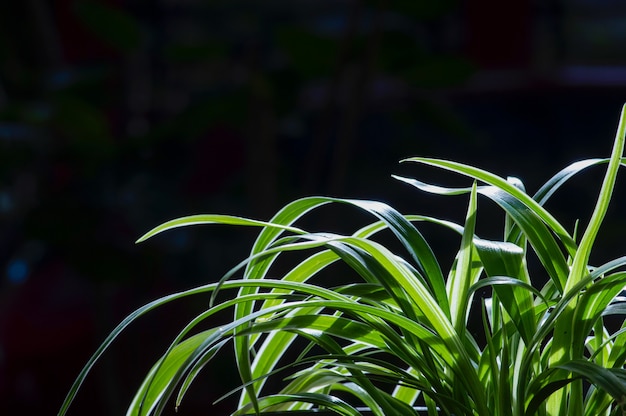 Lili Paris (Chlorophytum comosum), souvent appelée plante araignée mais aussi connue sous le nom de plante avion