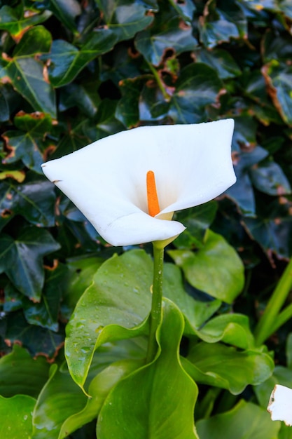 Lilie de calla blanche Zantedeschia aethiopica également connue sous le nom de lilie d'arum dans le jardin