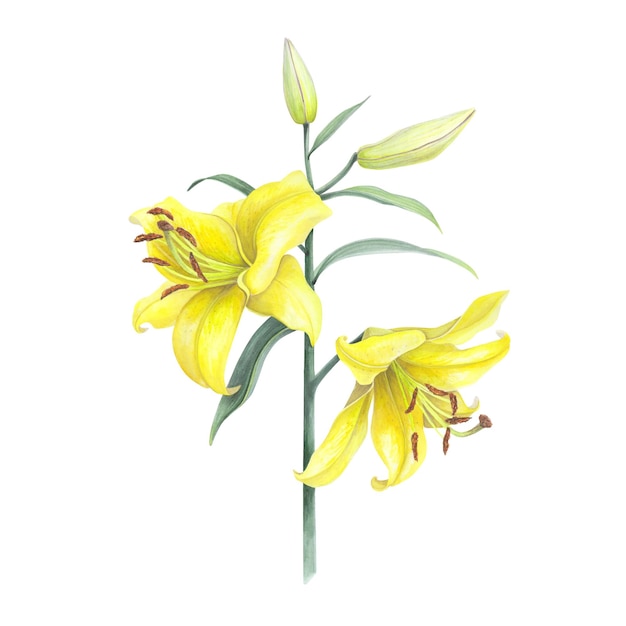Photo lilies fleurs jaunes bouquet de branches avec des bourgeons feuille isolée sur fond blanc aquarelle dessin botanique à la main illustration dessin d'art invitation de mariage carte de vœux décoration graphique