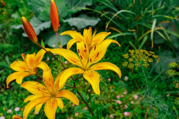 Lilium. Fleurs jaunes avec des gouttes d'eau sur les pétales