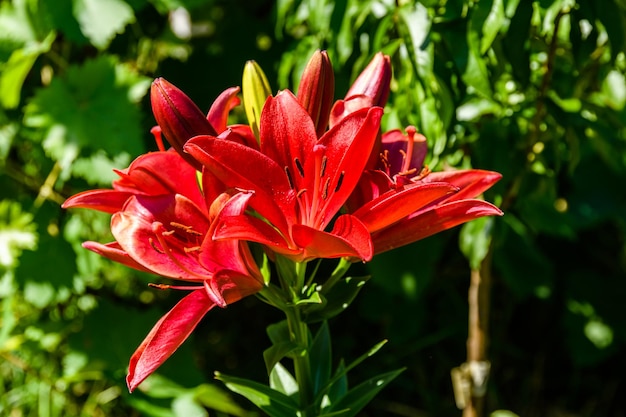 Lilium de lys rouge en fleurs sur un parterre de fleurs en été