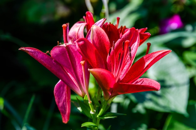 Lilium de lys rouge en fleurs sur un parterre de fleurs en été