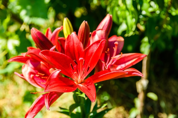 Lilium de lys rouge en fleurs sur un parterre de fleurs en été