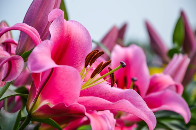 Lilium rose dans le parc