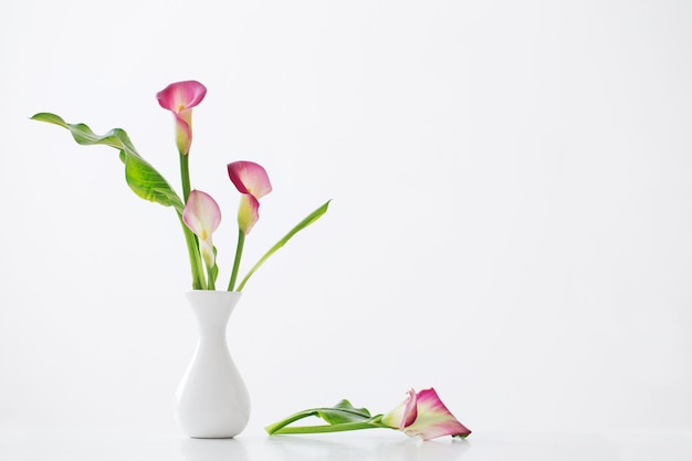 Lily calla rose dans un vase sur blanc