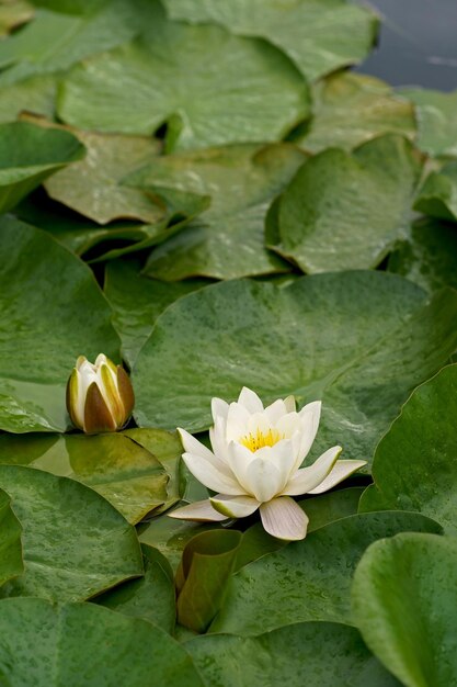 Lily dans un étang avec des gouttes d'eau lotus lotus ouvert étang de lotus lotus sur l'eau