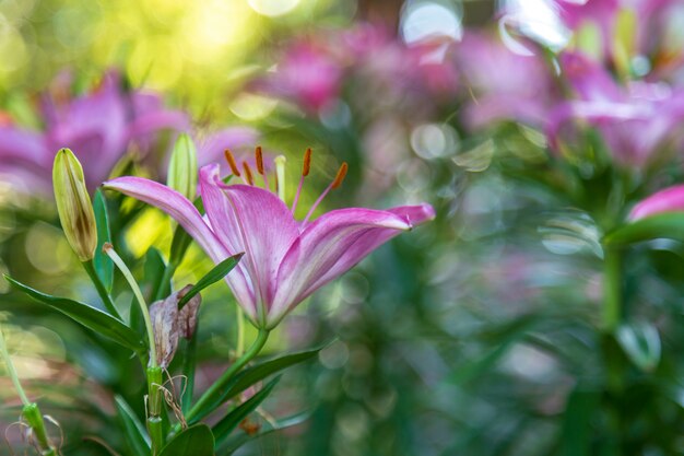 Lily dans le jardin