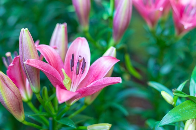 Lily dans le jardin