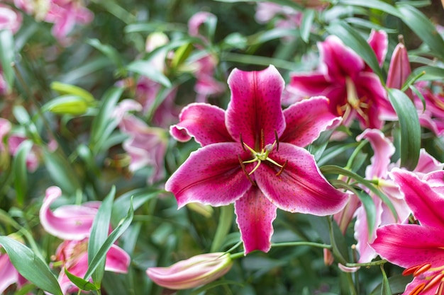 Lily dans le jardin