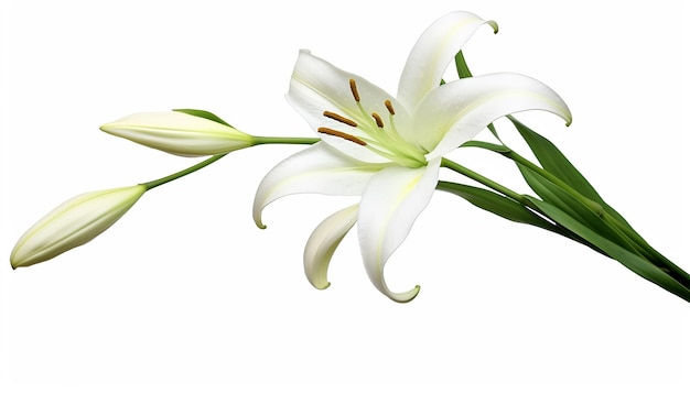 Photo lily elegance vue latérale sur fond blanc