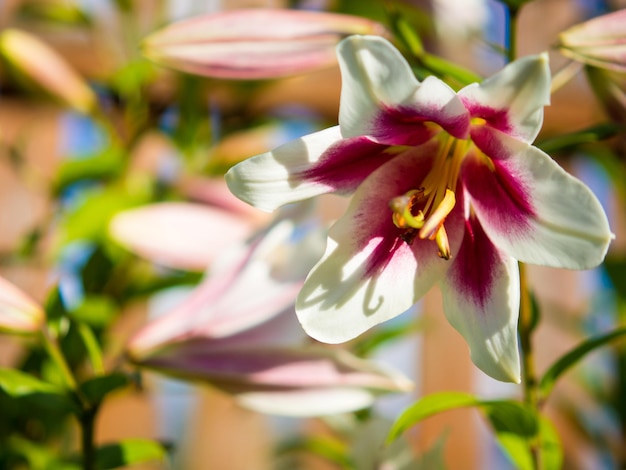 Lily 'Flashpoint' avec des fleurs bordeaux avec bordure blanche de beaux lys pour carte et arrière-plan